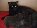 2½ weeks old British Shorthair kittens nursing 2½ weeks old British Shorthair kittens nursing