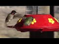 Hummingbirds at the Indian Canyons in Palm Springs Hummingbirds at the Indian Canyons in Palm Springs