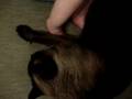 videos de Bicando a Janie