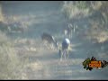vamosdecaceria.com - Venado asusta gato montes