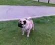 Pug video