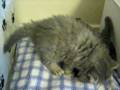 videos de S*KillerCats kittens 2