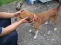 PAWS Aspin Luv