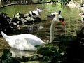 Il Cigno reale