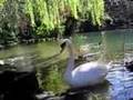 Il Cigno reale