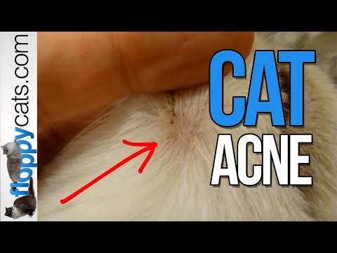 Cat Zits 0 Cat Zits