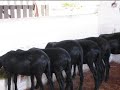 Apoena Agropecuária Apoena Agropecuária