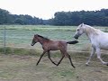 Latigo Andalusier Latigo Andalusier