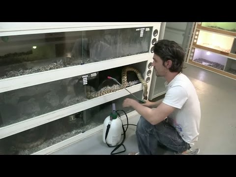 YouTube reptile video