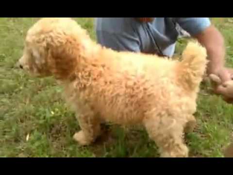 Wally Dad has OFA's & vWD clear! VIDEO!