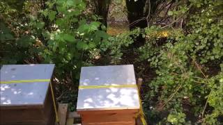 Bees look busy