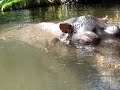 hippo-that-lives-in-a-house.html