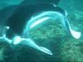 Dancing with Mantas