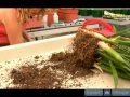 Overgrown Houseplant Solutions : How to Tease Plant Roots for Regrowth Overgrown Houseplant Solutions : How to Tease Plant Roots for Regrowth