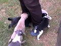 a collection from visit to javelins litter.mpg