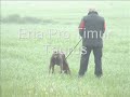 Dobermans Training Weekend 2.part - Tracking Dobermans Training Weekend 2.part - Tracking