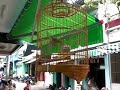 recorded in vietnam, at my wife's aunt place. it's her grandfathers bird