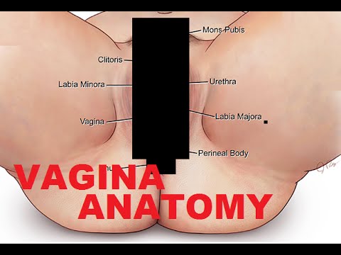 vagina - http://www.AnimatedAnatomy.com/ - Click Here For My Very Own Website. Female reproductive organs anatomy consist of vagina anatomy, ovaries, fallopian tube, ...