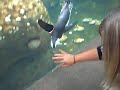 penguins,cute,funny