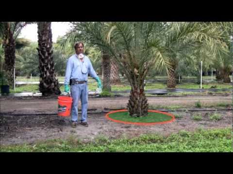 how to fertilize coconut palm trees