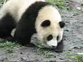 Wolong Panda Keepers and their Cubs Wolong Panda Keepers and their Cubs