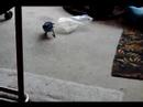 smartbirdie2