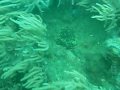 Vietnam Diving