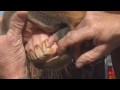 How To Take Your Horse's Vital Signs Part 1