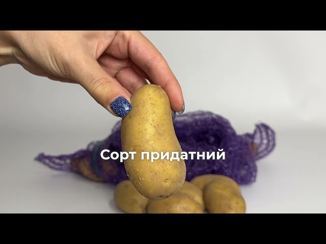 Насіннєва картопля Гранада