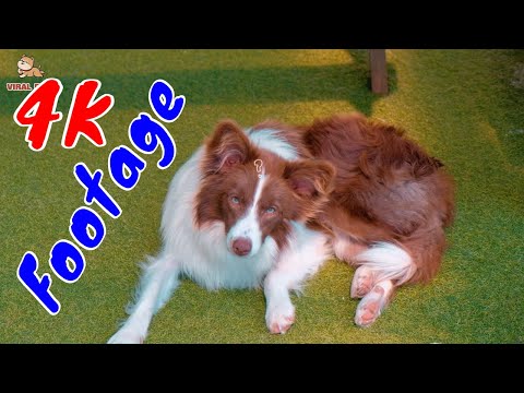 Những Cảnh Quay Đẹp Chất Lượng 4K Viral Dog Tập 7