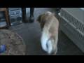 2009-01-06 | Cute Golden Retriever ~> This is the cutest dog ever! I'm serious...just watch... ... (01:40)