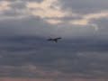 comedy punjabi plane landing