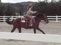 Tall Dark N Smart - Reining - For Sale