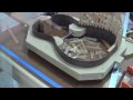 Build a Guitar, Part 5, Kerfing and Back