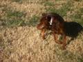 videos de Ellie's 2nd attempt at pulling up grass
