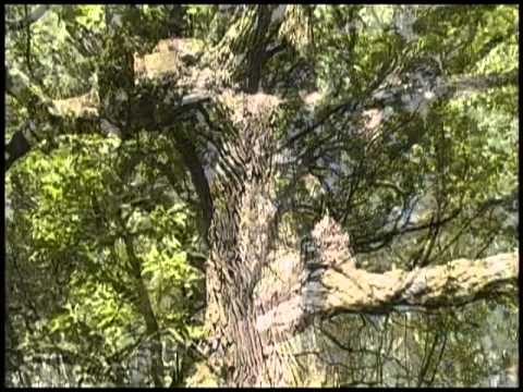 Explore the Whitewater Effigy Mounds Preserve