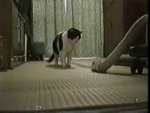 cat provokes vacuum