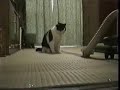 cat provokes vacuum
