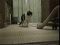 cat provokes vacuum