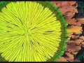 DBZ Movie 10 - Gohan vs. SSJ Broly DBZ Movie 10 - Gohan vs. SSJ Broly