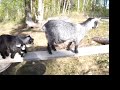 Pygmy goat kids; \"Jitterbug\"  \"Jazz\" (3 weeks old)