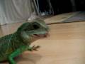 videos de Andromeda water dragon locust catch