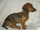 BOB E MAX DACHSHUNDS MAIS AMADO DO MUNDO!!