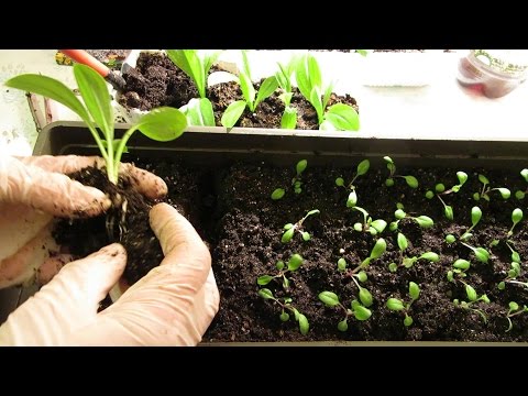 Свет для рассады видео