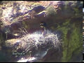 Cigüeña negra con pollos ( Ciconia nigra )