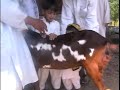 Goat bearing the names of Allah and Muhammad (salallahu alayhi wa sallam) 2 of 2 Goat bearing the names of Allah and Muhammad (salallahu alayhi wa sallam) 2 of 2