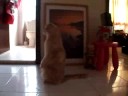 my cat standing up
