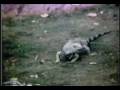 lizzardlove