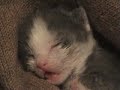 dreaming future and...milk