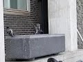 opvliegende duif opvliegende duif